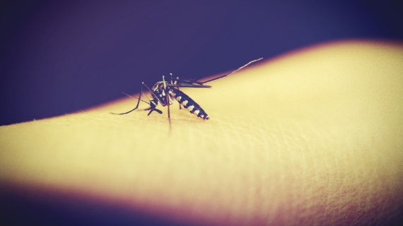 Malaria Blog header